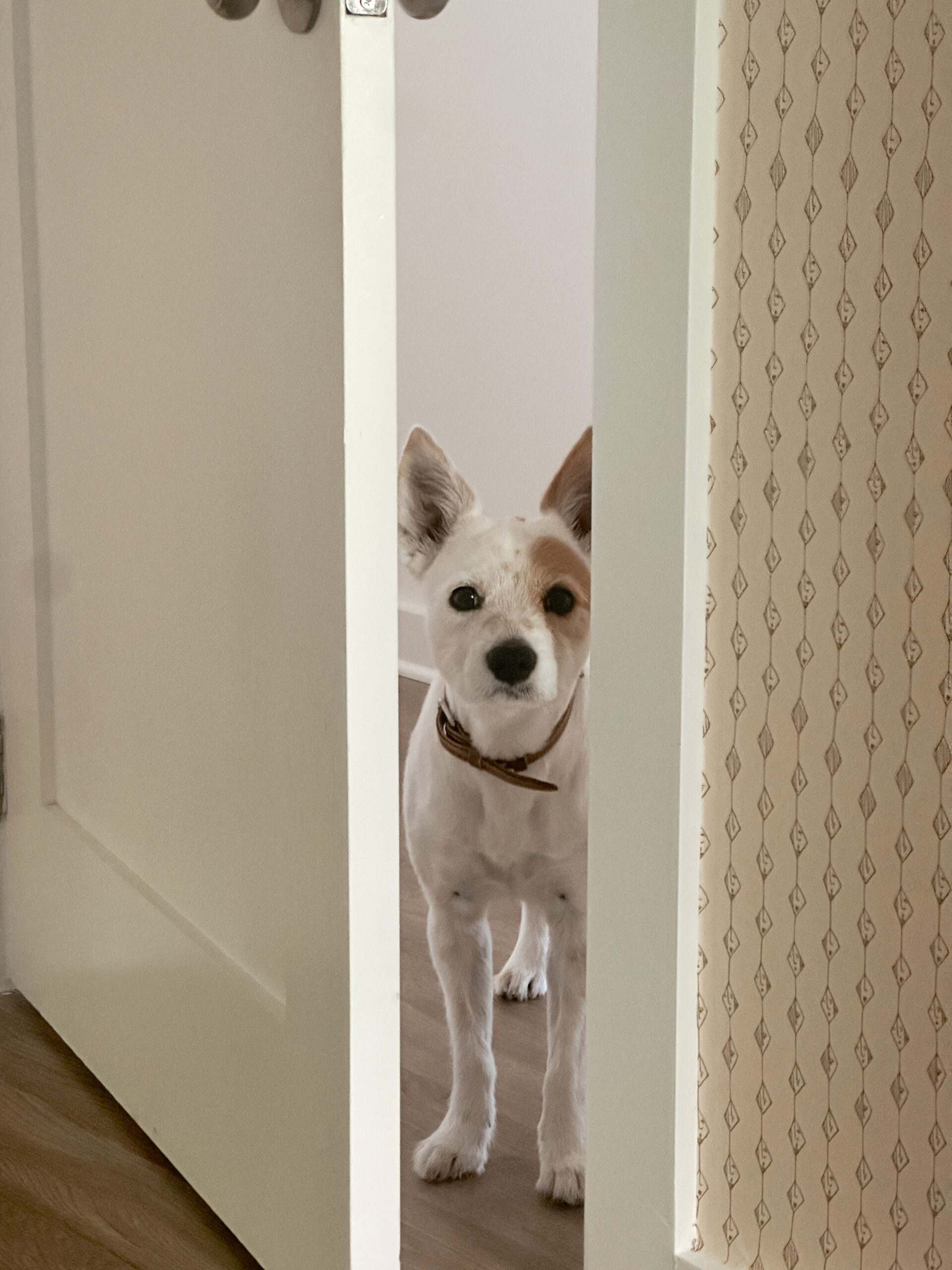 Winking Diamond by Carly Kuhn Winking Diamond wallpaper by Carly Kuhn